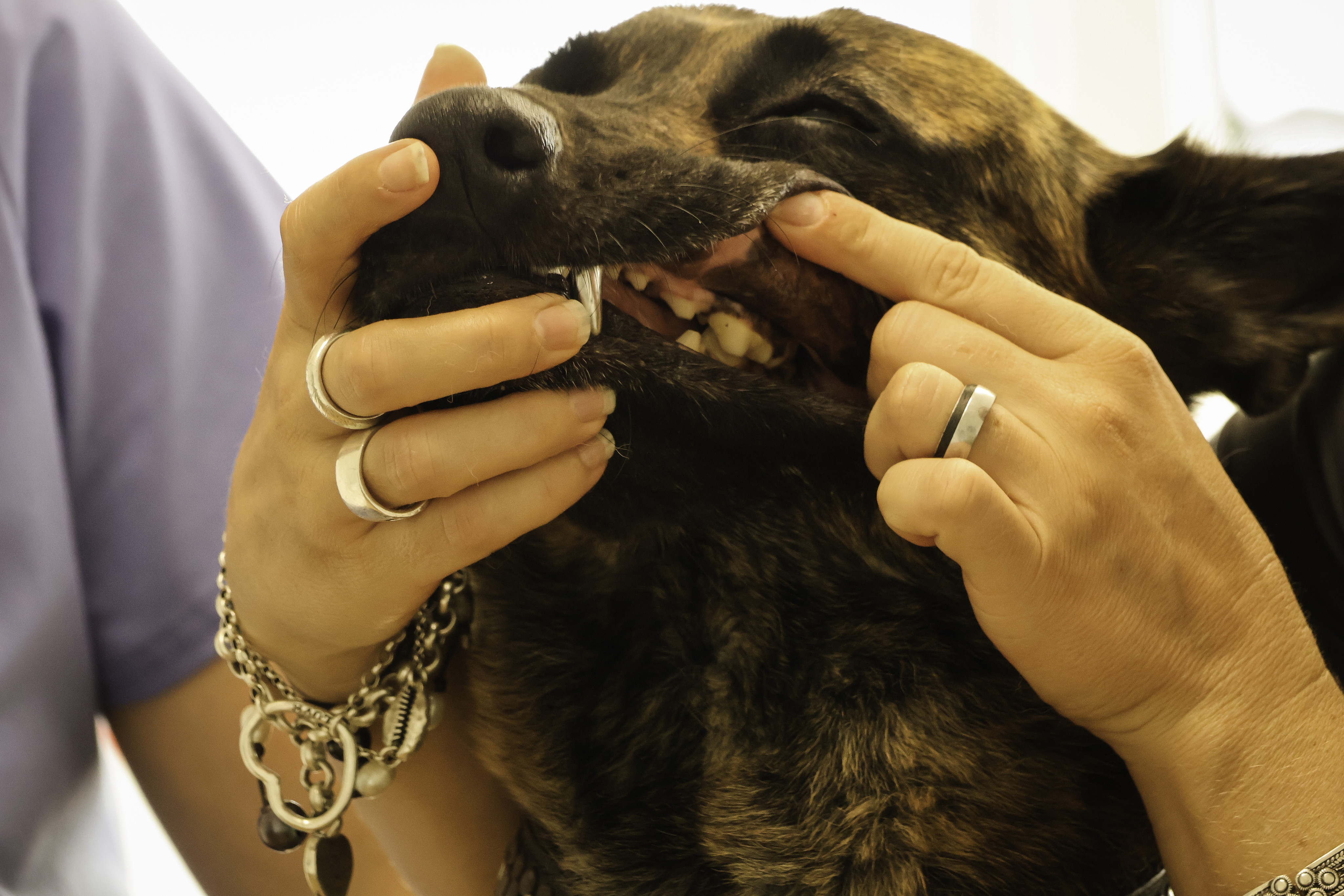 4096-2731-max 4096-2731-max