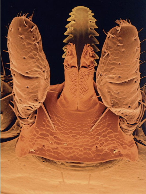 Stechapparat einer Zecke unter dem Mikroskop