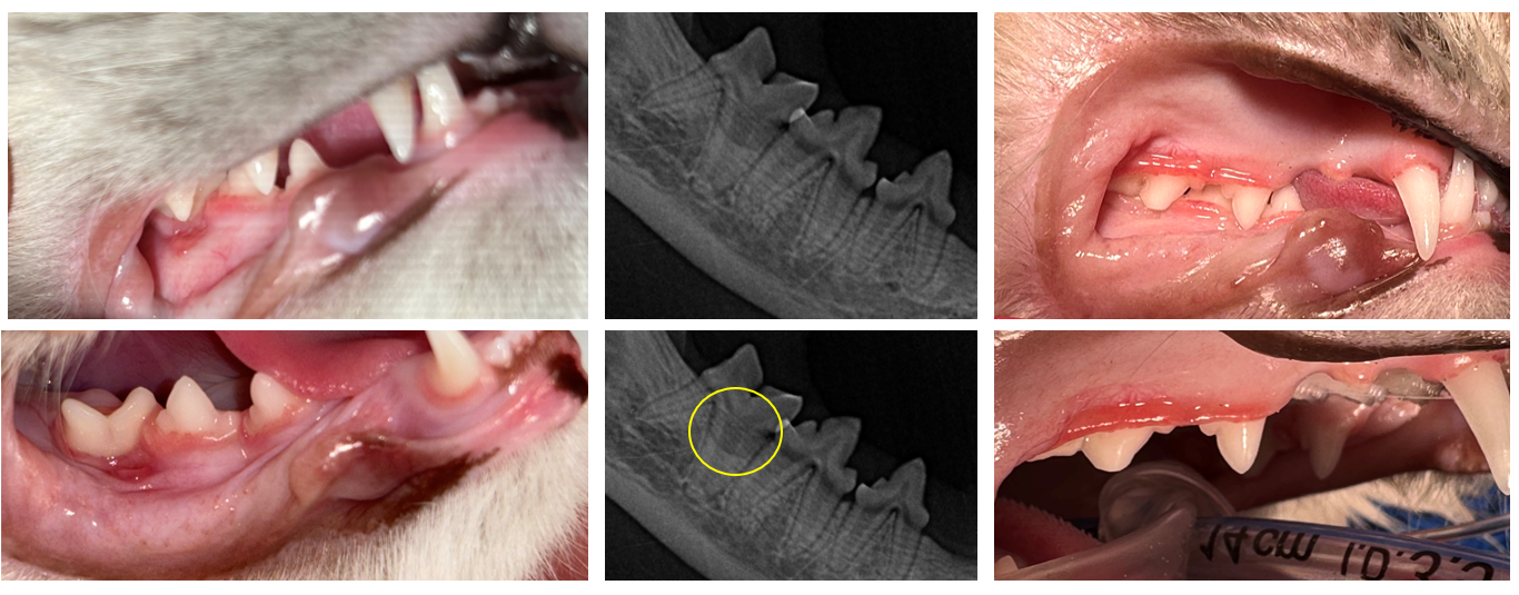 Caudale Malokklusion