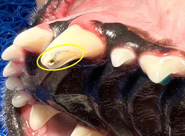 Canine with crown fracture and open pulp cavity