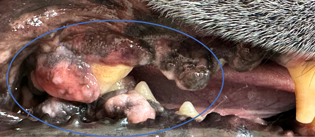 Dog with juvenile gingival hyperplasia