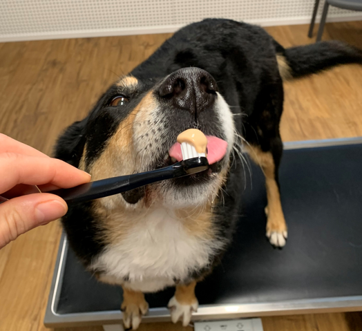 zahnhygiene_hund