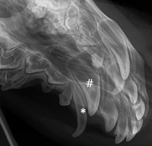 X-ray of permanent deciduous tooth