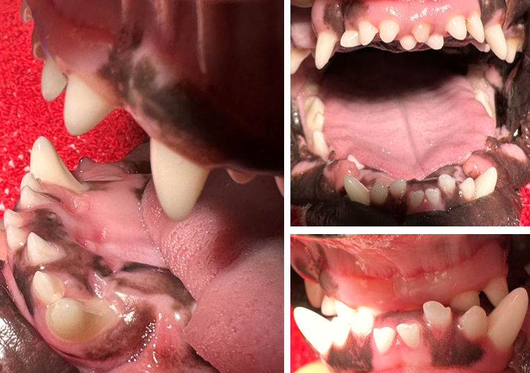 Teeth in brachycephalic dog breeds